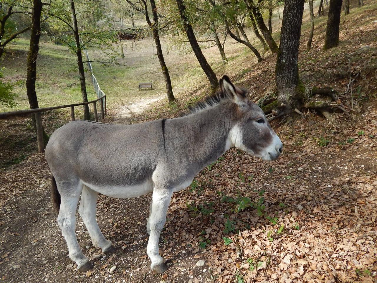 Agriturismo La Selva Ριέτι Εξωτερικό φωτογραφία